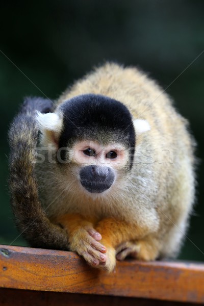 Ardilla mono cute negro cabeza ojos marrones Foto stock © fouroaks