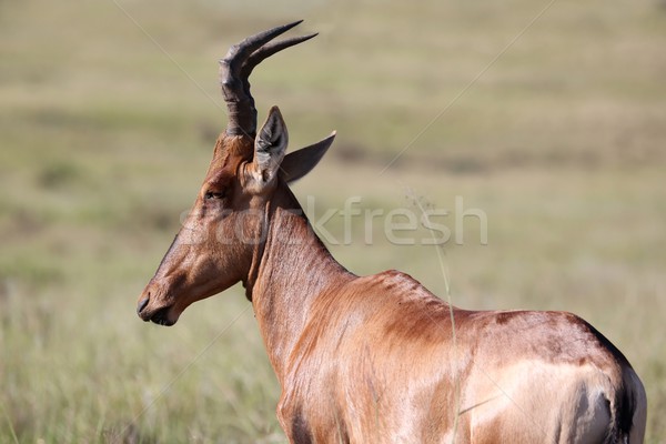 Red Hartebeest Antelope Stock photo © fouroaks