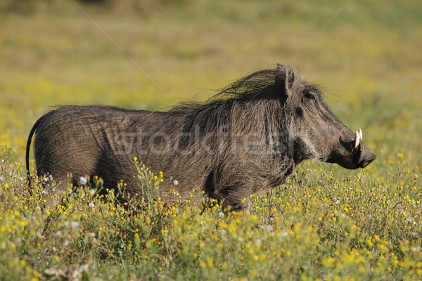 Stock photo: Warthog and Yellow Flowers