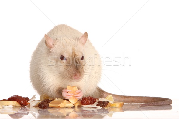 Pet Rat Eating Nuts Stock photo © fouroaks