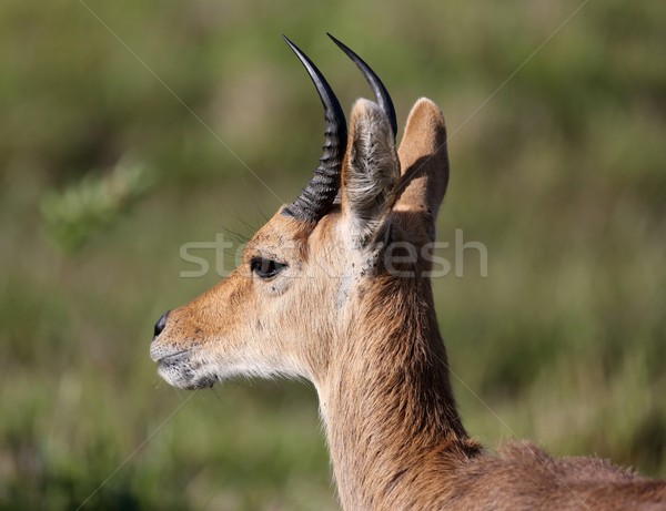 Foto stock: Montana · negro · retrato · África · Bush