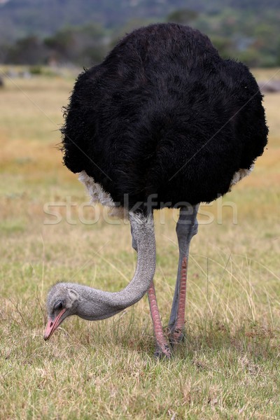 женщины страус птица серый долго Сток-фото © fouroaks