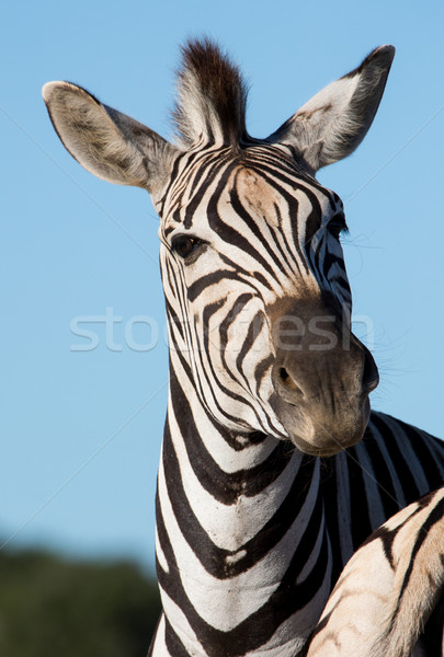 Zebra portret alarm oren Stockfoto © fouroaks