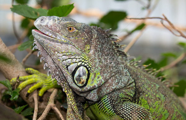 Verde iguana rettile dettagliato pelle natura Foto d'archivio © fouroaks