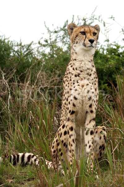 çita kedi uyarmak Afrika hızlandırmak Stok fotoğraf © fouroaks