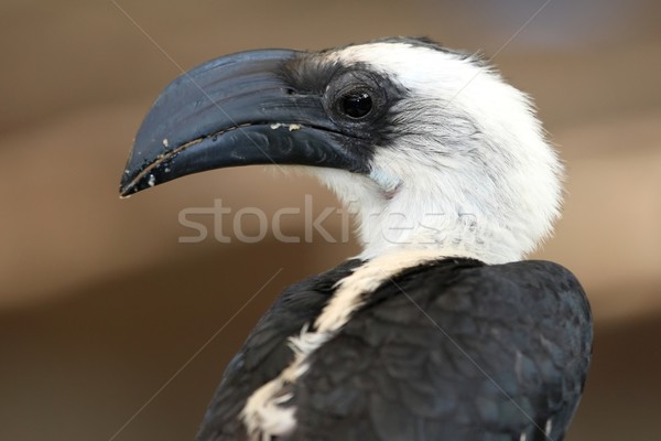 Hornbill Bird Stock photo © fouroaks