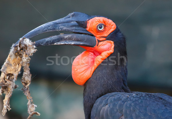 Southern Grond-Hornbill Bird Stock photo © fouroaks