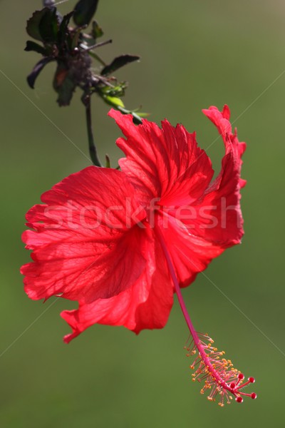 Сток-фото: красный · гибискуса · цветок · красивой · зеленый · красоту