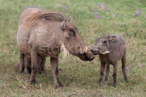 Warthog KIss Stock photo © fouroaks