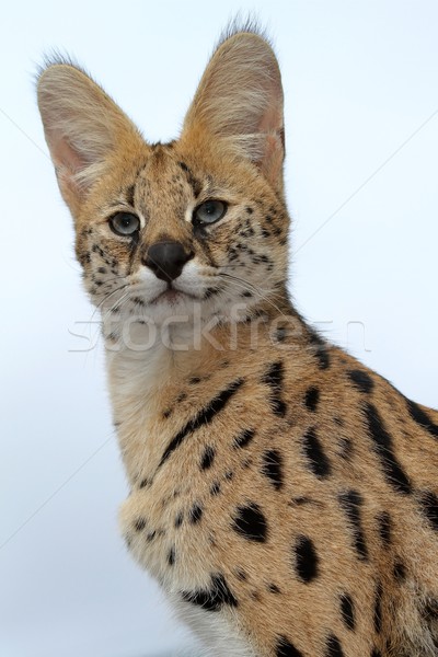 Serval Wild Cat Stock photo © fouroaks