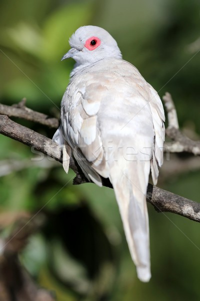 Diamond Dove Fawn Stock photo © fouroaks
