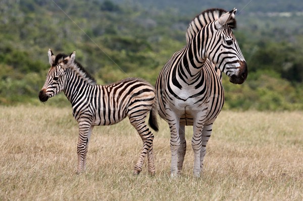 Baby Zebra and Mother Stock photo © fouroaks