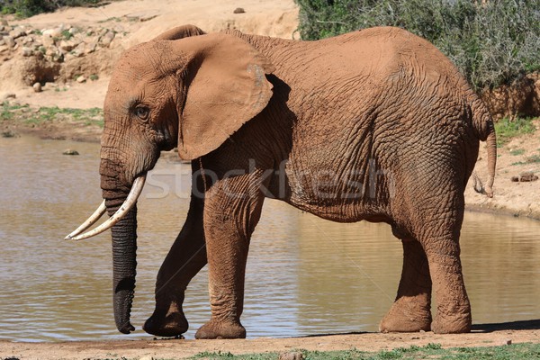 African Elephant Stock photo © fouroaks