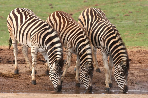 Drinking Zebras Stock photo © fouroaks