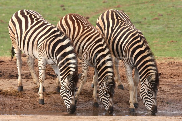 Potable zèbres trois soif africaine eau [[stock_photo]] © fouroaks