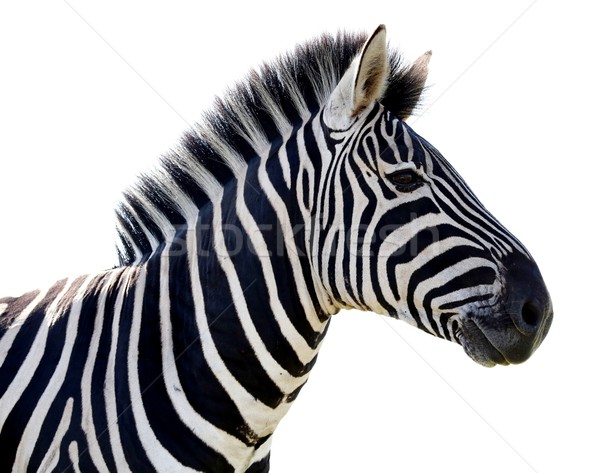 Stockfoto: Zebra · portret · geïsoleerd · mooie · zwart · wit