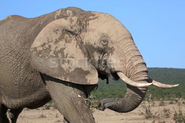 African Elephant  Stock photo © fouroaks