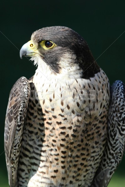 Peregrine Falcon Stock photo © fouroaks