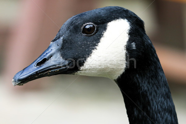 Portrait of a Canada Goose Stock photo © fouroaks