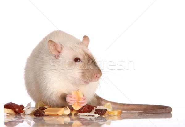 Pet Rat Eating Stock photo © fouroaks