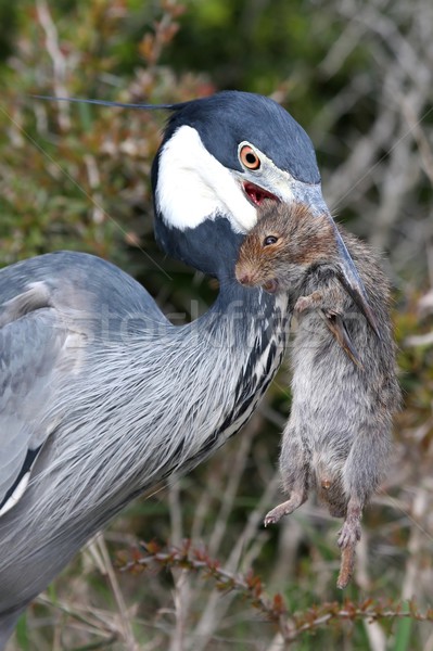 Heron Bird and Rat Stock photo © fouroaks