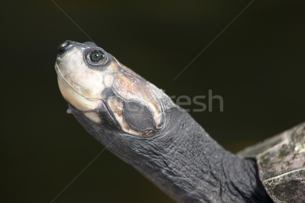 Turtle Portrait Stock photo © fouroaks