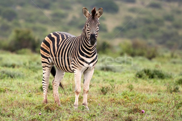 Plains Zebra Stock photo © fouroaks