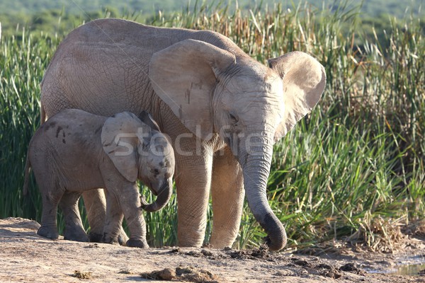 African Elephant Brothers Stock photo © fouroaks