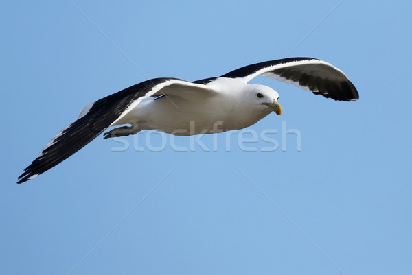 Seagull Gliding Stock photo © fouroaks