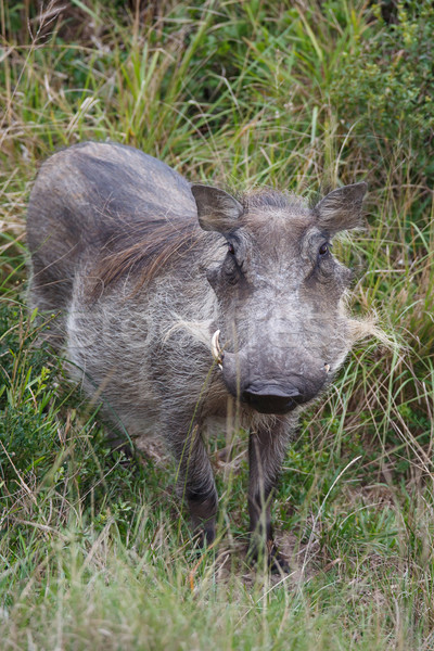 Female Warthog Stock photo © fouroaks