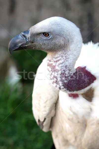 Portret gier groot zwaar snavel natuur Stockfoto © fouroaks