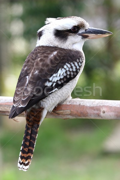 Vogel lachend vergadering boom Blauw Stockfoto © fouroaks