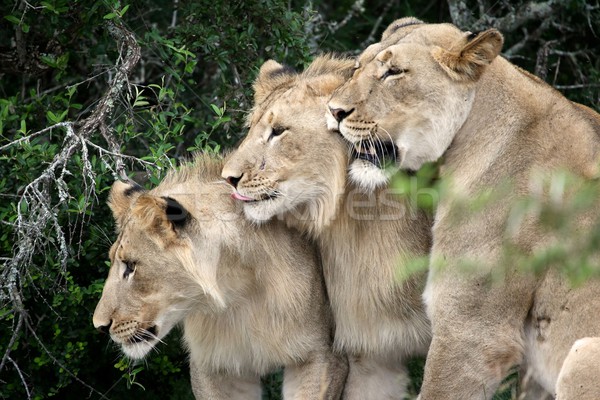 Lions Stock photo © fouroaks