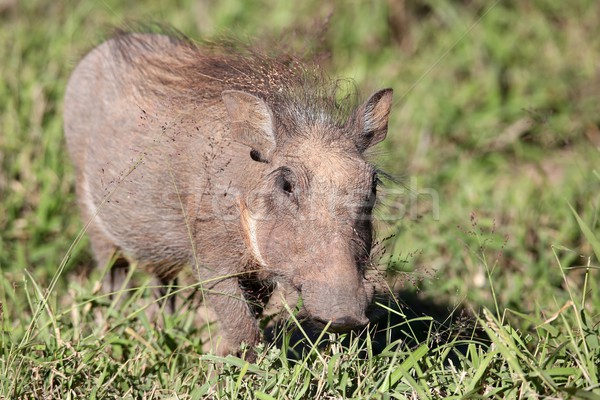 Baby Warthog Stock photo © fouroaks