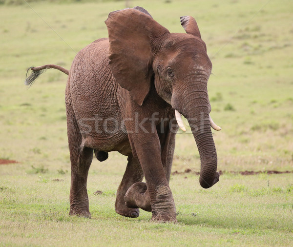 African Elephant Male Stock photo © fouroaks