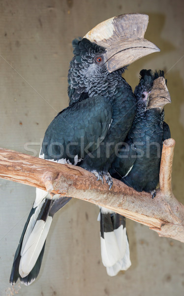 Black White-casqued  Hornbill Pair Stock photo © fouroaks