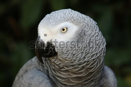 African Grey Parrot Stock photo © fouroaks