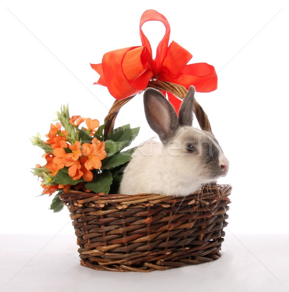 Сток-фото: Bunny · кролик · плетеный · корзины · Cute · цветы
