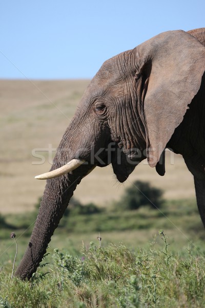 Essen Textur schwarz Kopf Elefanten Stock foto © fouroaks