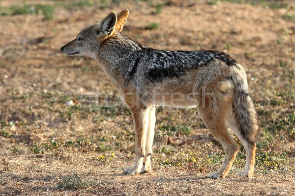 Black Backed Jackal Stock photo © fouroaks