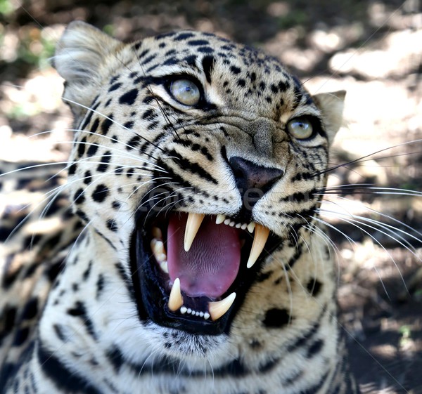 Snarling Leopard with Huge Teeth Stock photo © fouroaks