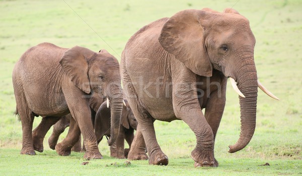 Elefant african turma familie african elefantii mers Imagine de stoc © fouroaks