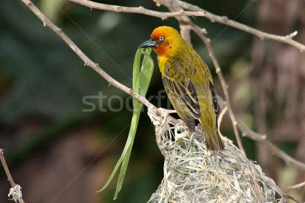 Cape Weaver Bird and Nest Stock photo © fouroaks