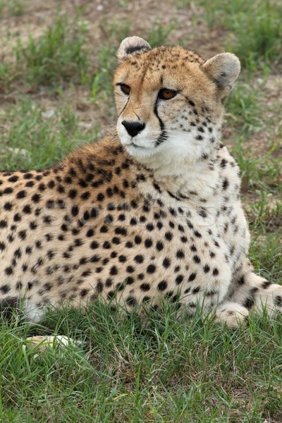 [[stock_photo]]: Guépard · portrait · belle · sauvage · chat · oeil