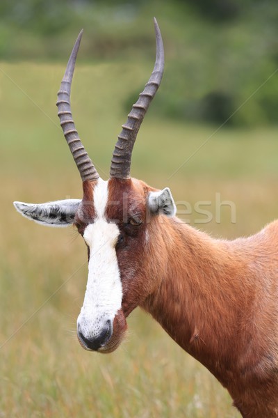 Blesbok Antelope  Stock photo © fouroaks