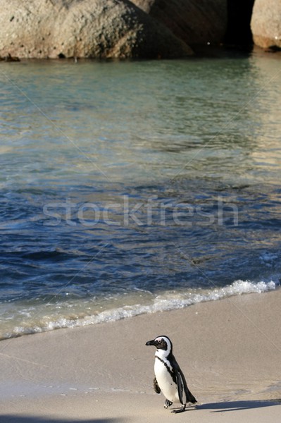 African Penguin & Beach Stock photo © fouroaks