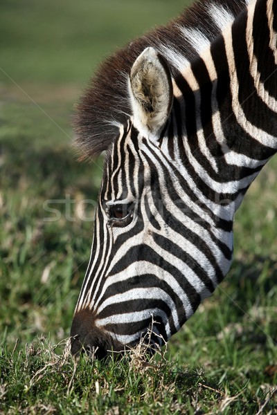 Zebra Essen schwarz weiß Streifen Gras Bereich Stock foto © fouroaks