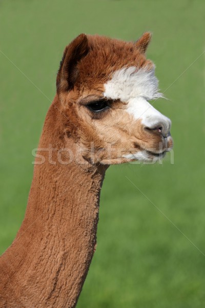 Alpaca Portrait Stock photo © fouroaks