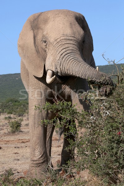 Elefant african mare frunze tufiş alimente natură Imagine de stoc © fouroaks