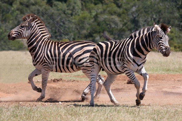 Zebră doua rival masculin zebrele Imagine de stoc © fouroaks